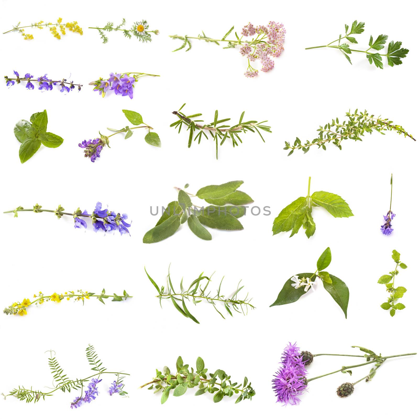 group of wild plants in front of white background