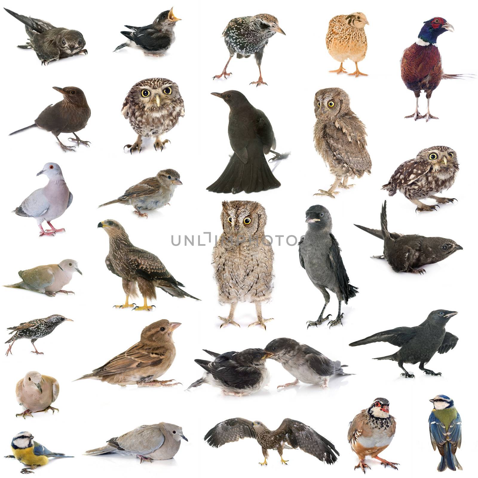 group of wild birds by cynoclub