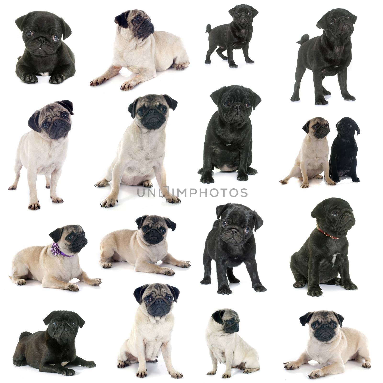 group of pugs in front of white background