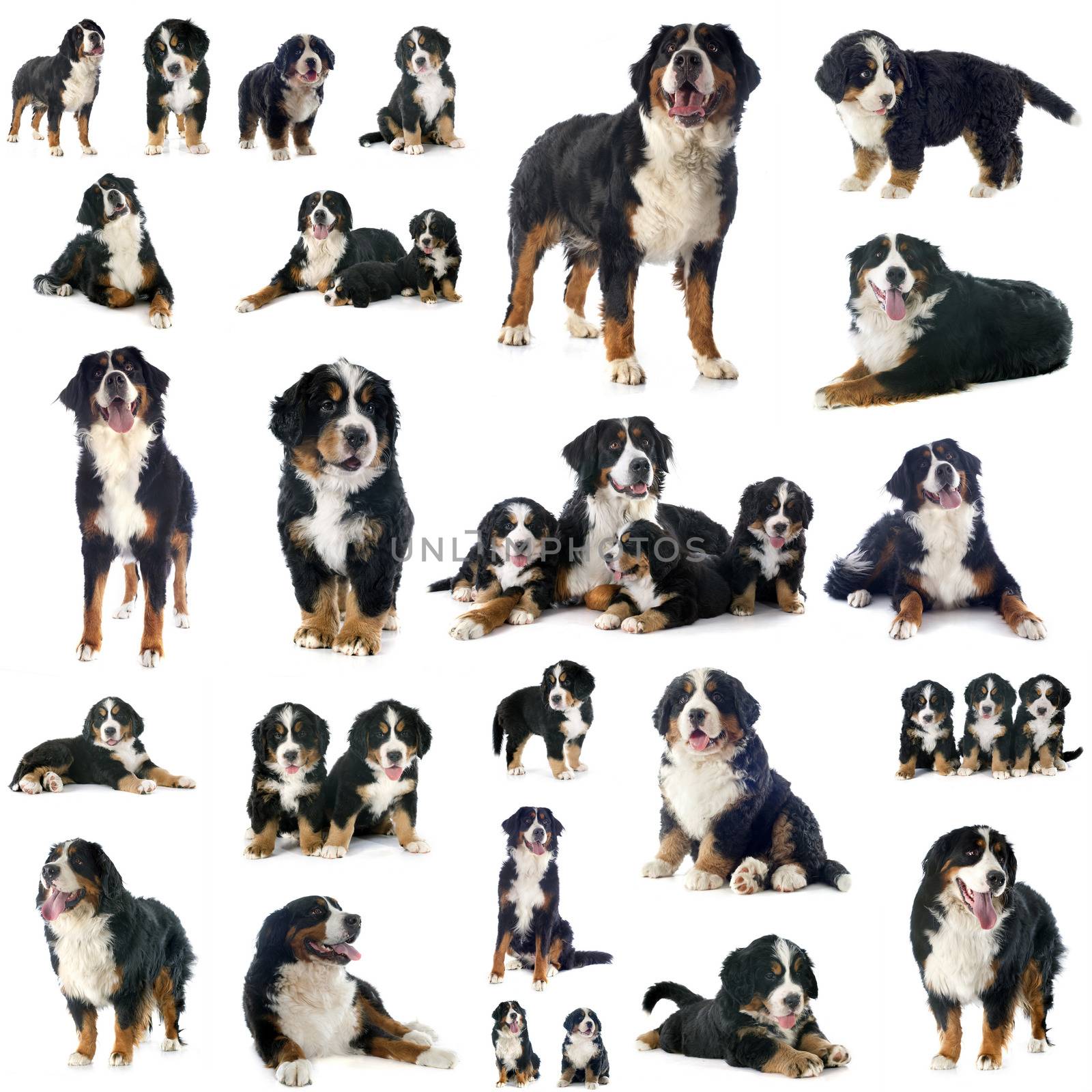 group of bernese mountain dog by cynoclub