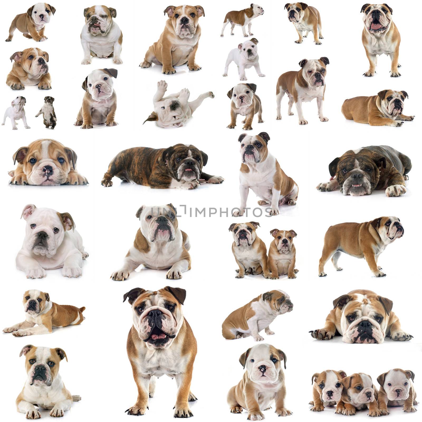 group of english bulldogs in front of white background