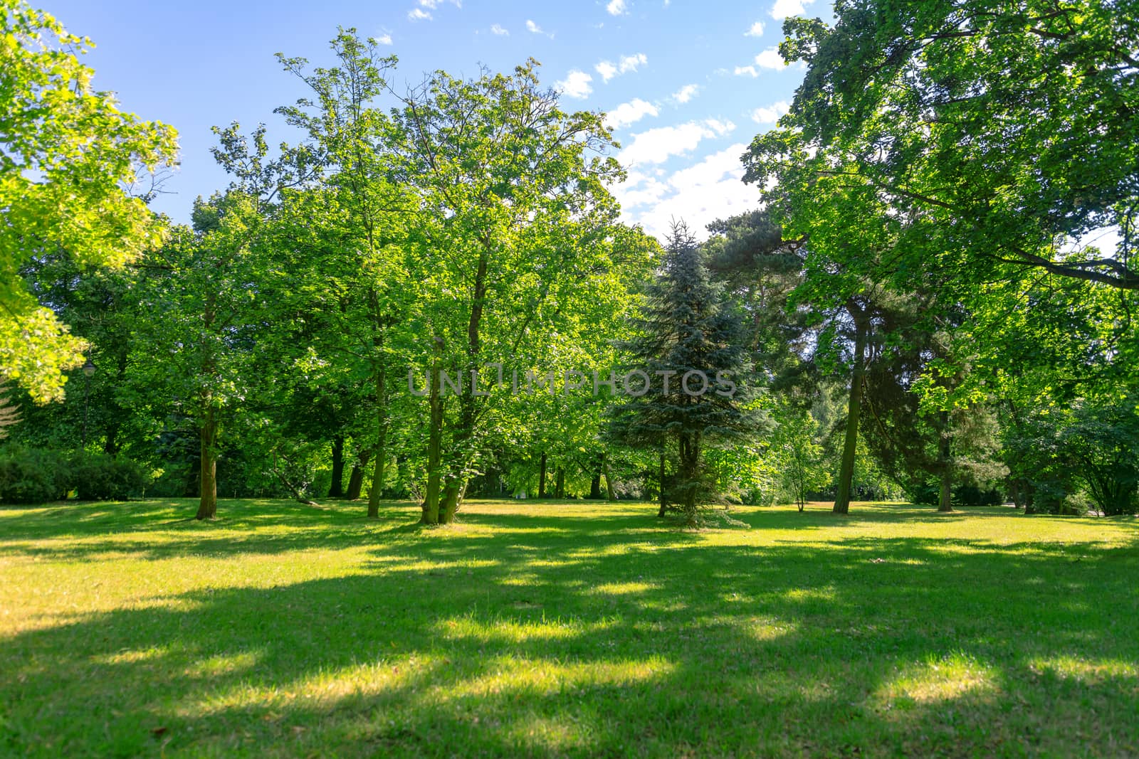 Idyllic nature landscape - green trees and lawn in a public park on a sunny day.