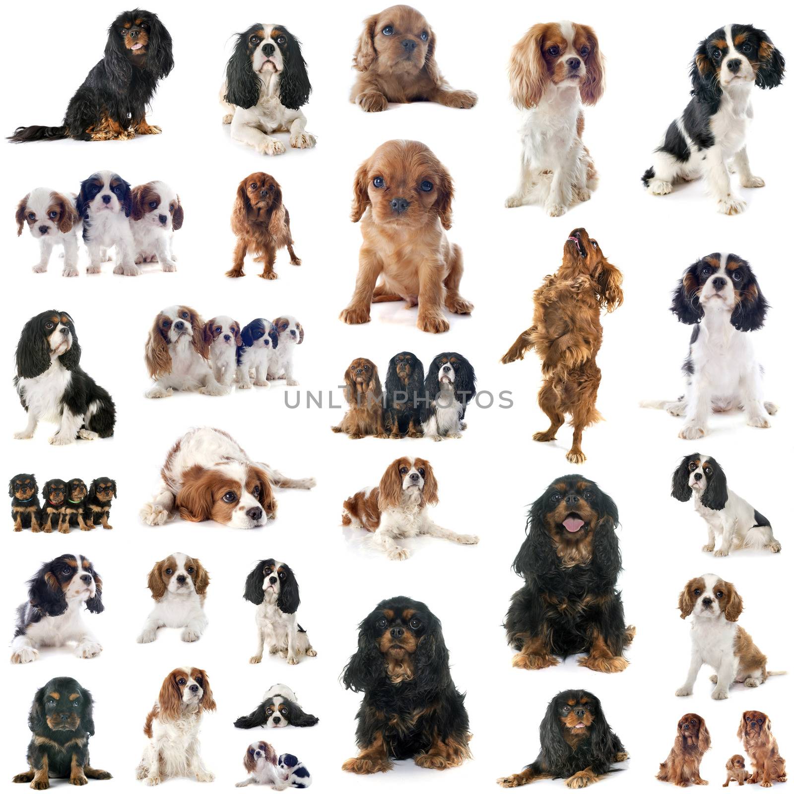 group of cavalier king charles by cynoclub