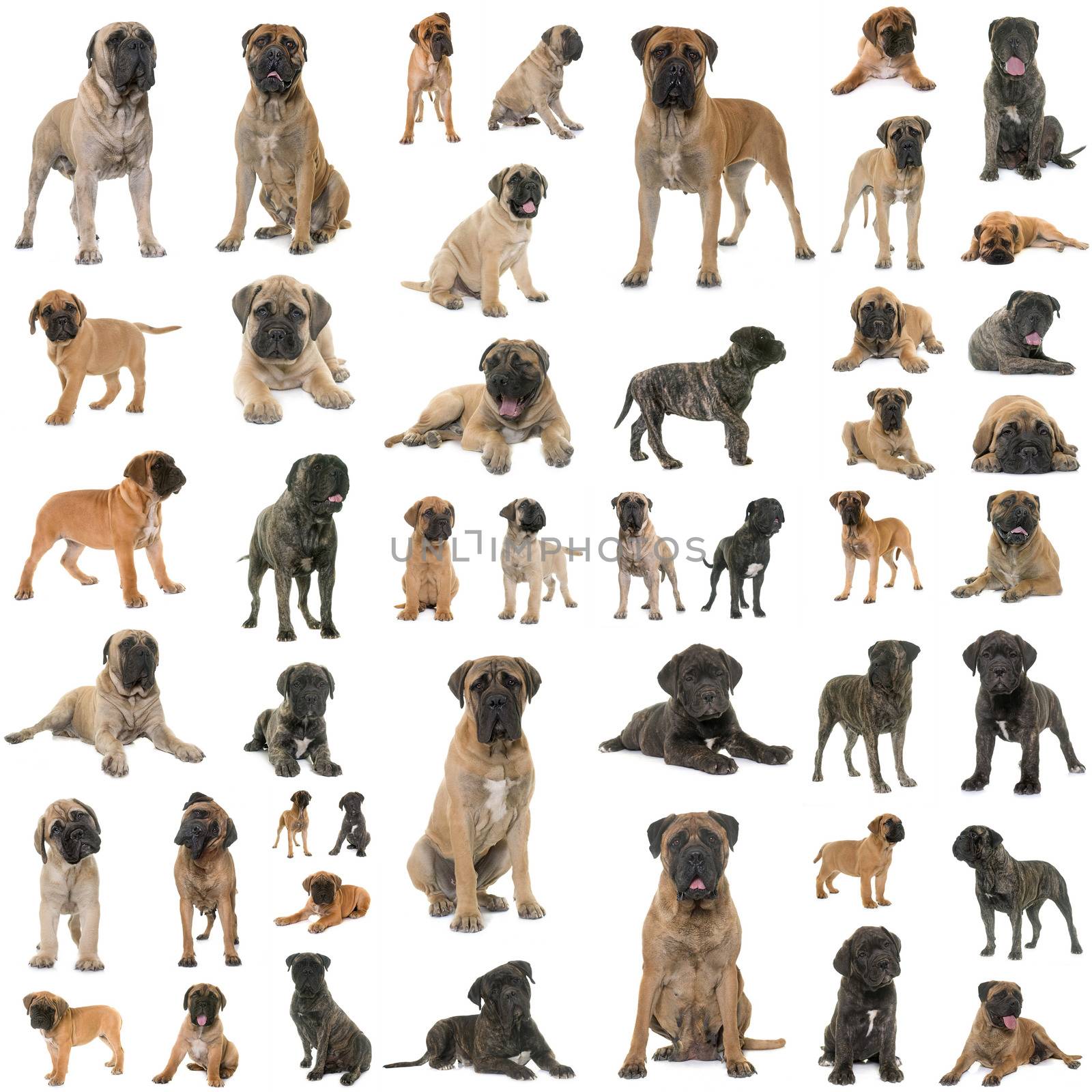 group of bullmastiff in front of white background