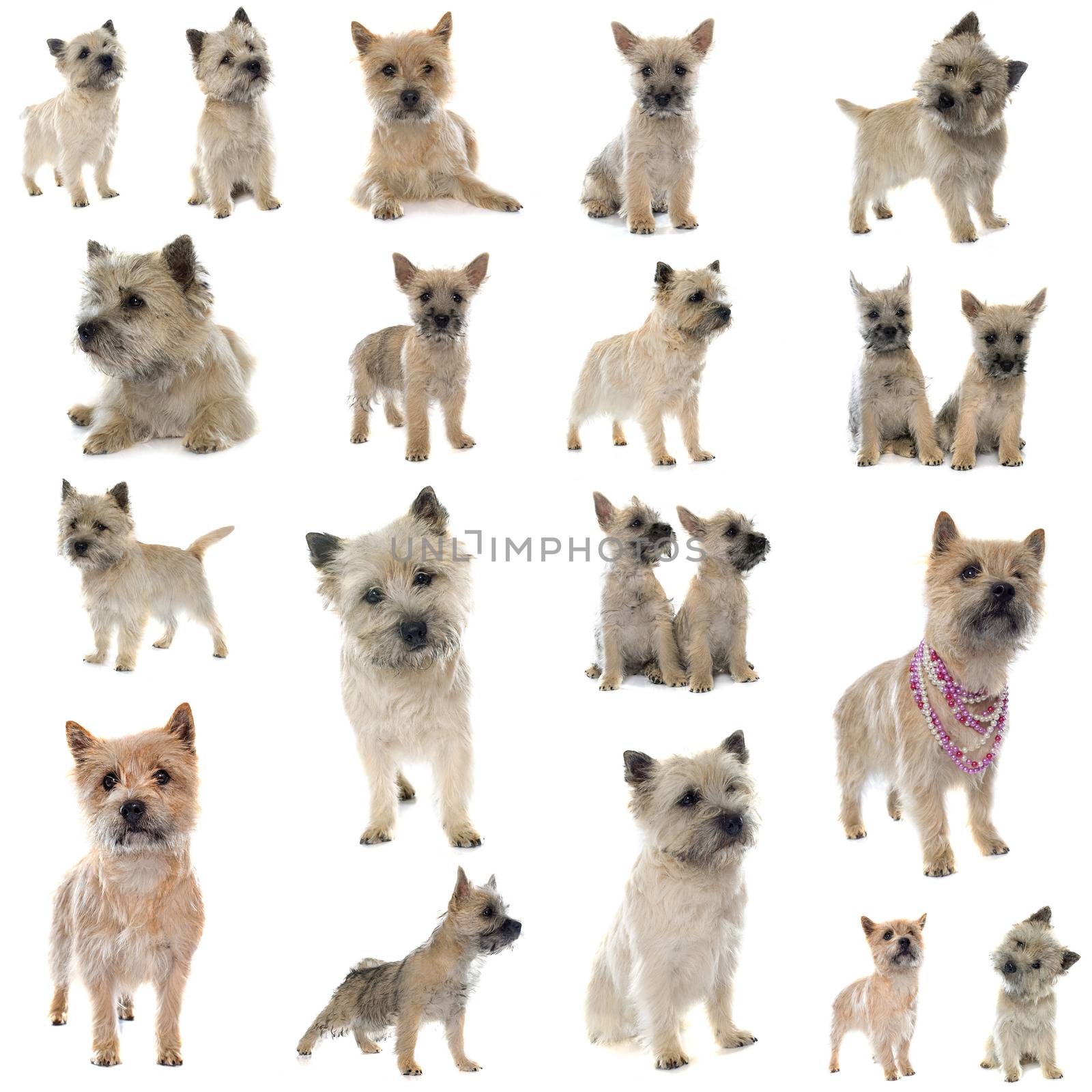 group of cairn terrier in front of white background