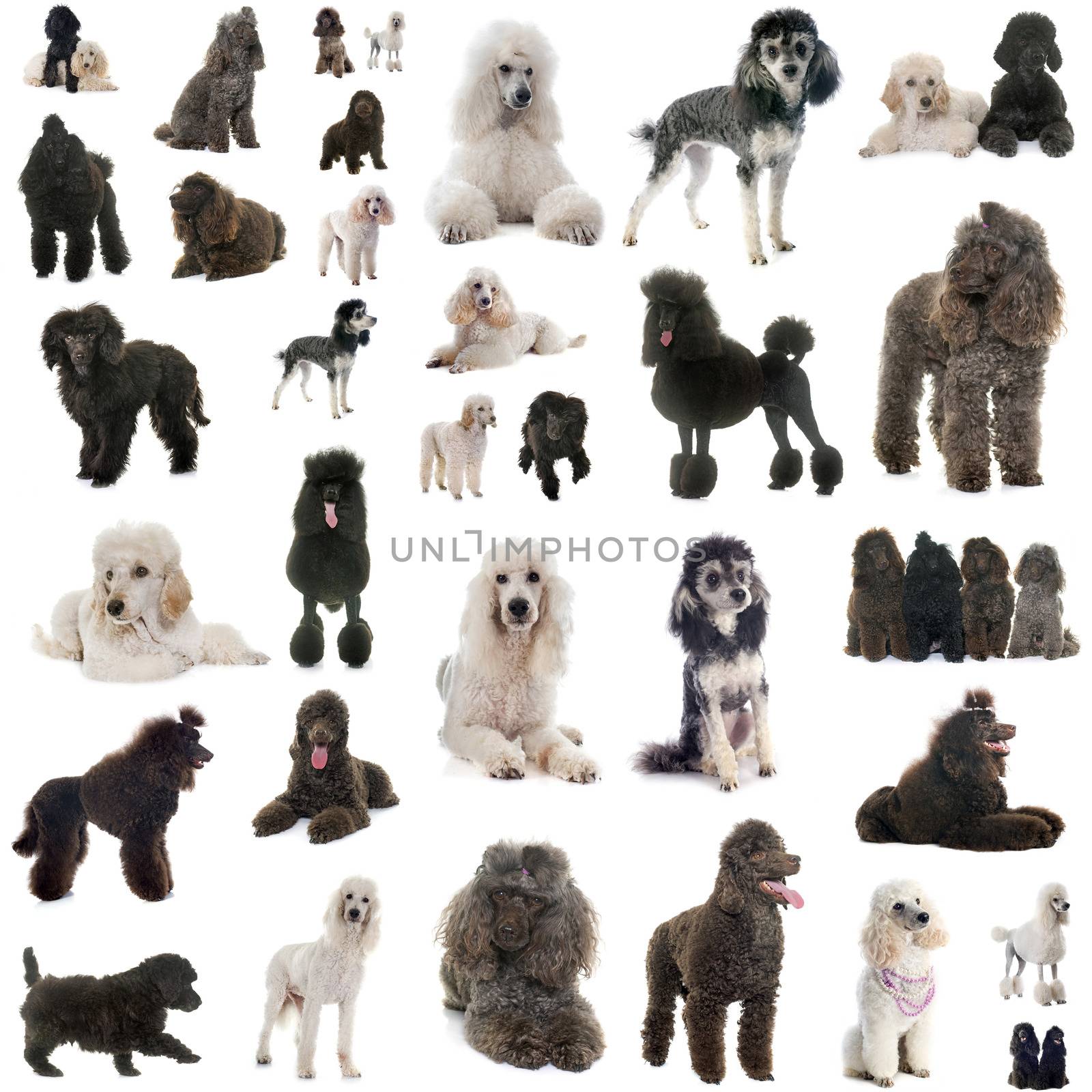 group of poodles in front of white background