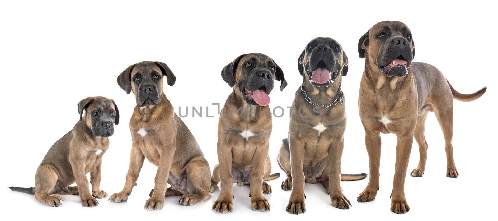 growth of cane corso by cynoclub