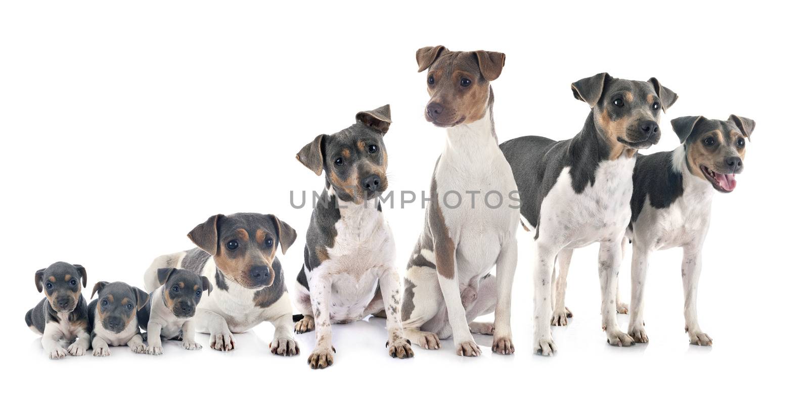 Brazilian Terriers in front of white background