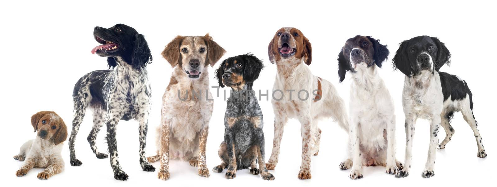 brittany dogs in front of white background