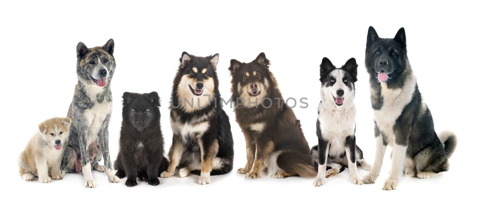 primitive dogs in front of white background