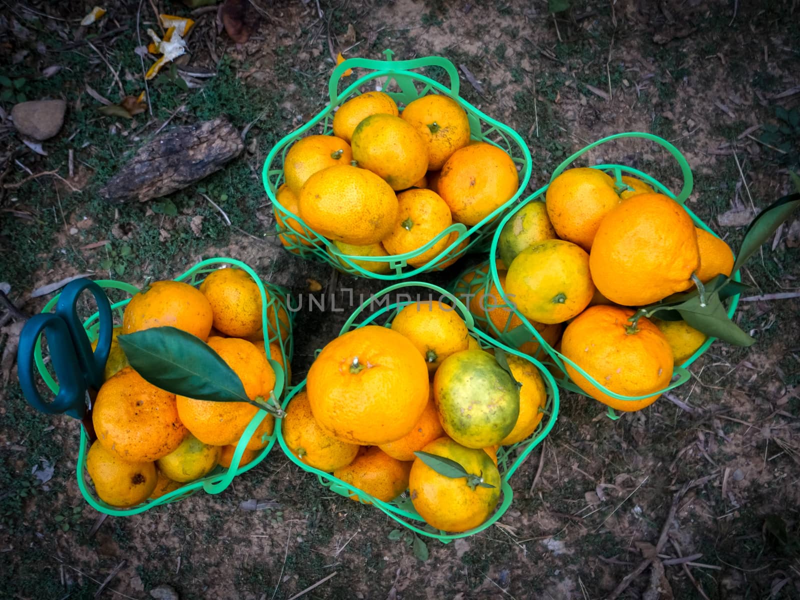 Mandarin Oranges in green basket. Fruit Picking at Gamagori  Orange Park by chadchai_k