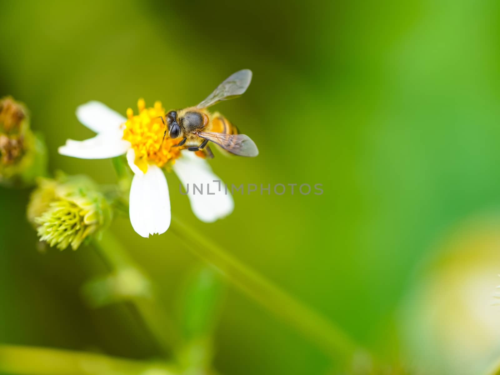 Closeup little bee pollenating a white flower. Greenery background with copy space, wallpaper concept.
