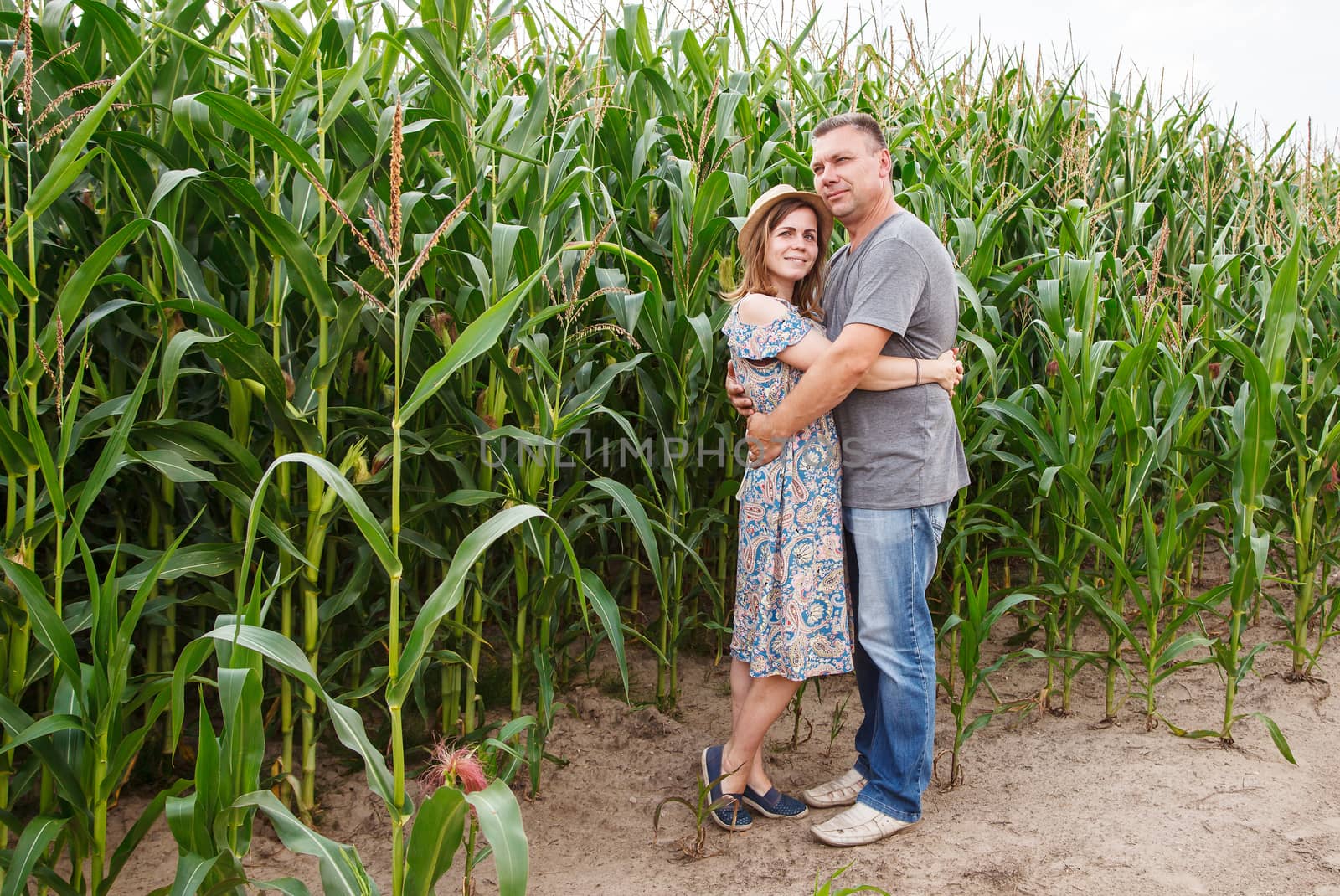 pair of lovers canoodle in the corn field on sunny summer day