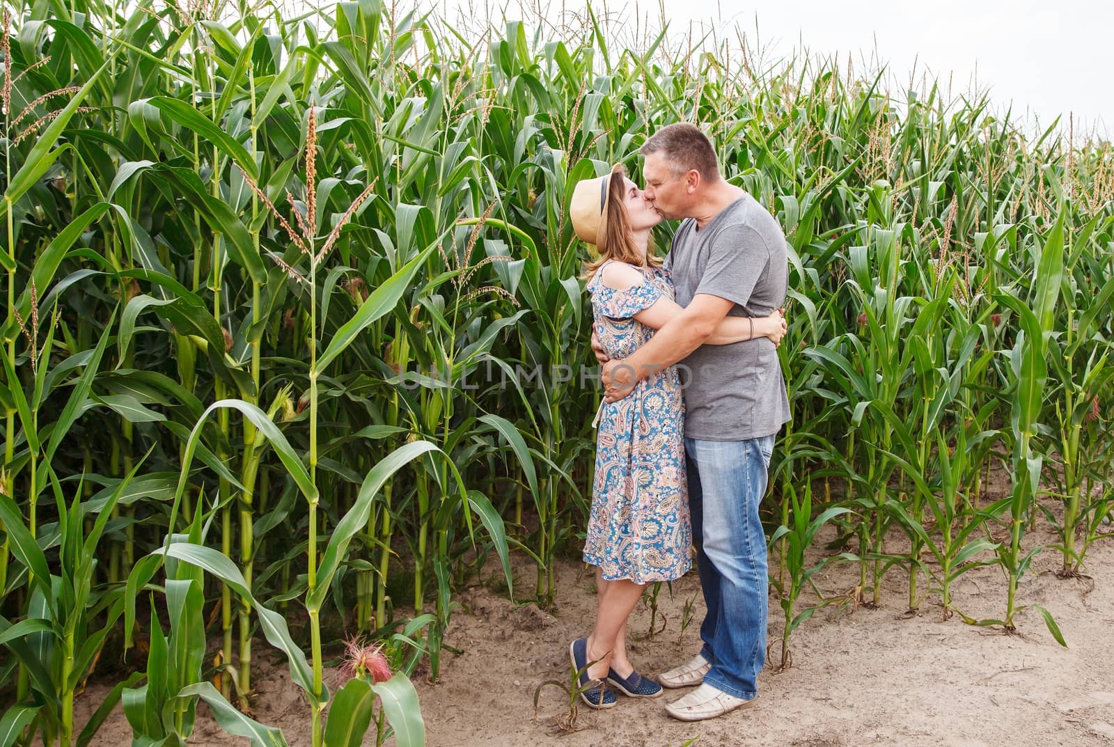 pair of lovers kissing in the corn field on sunny summer day