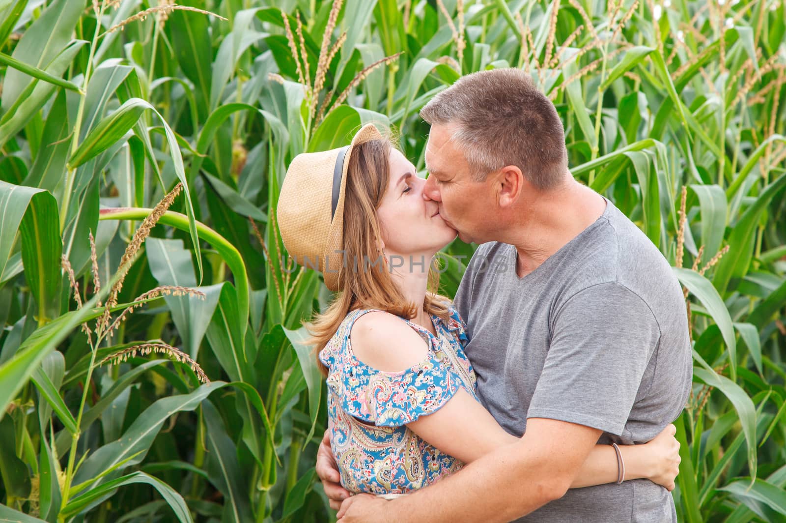pair of lovers kissing in the corn field on sunny summer day closeup