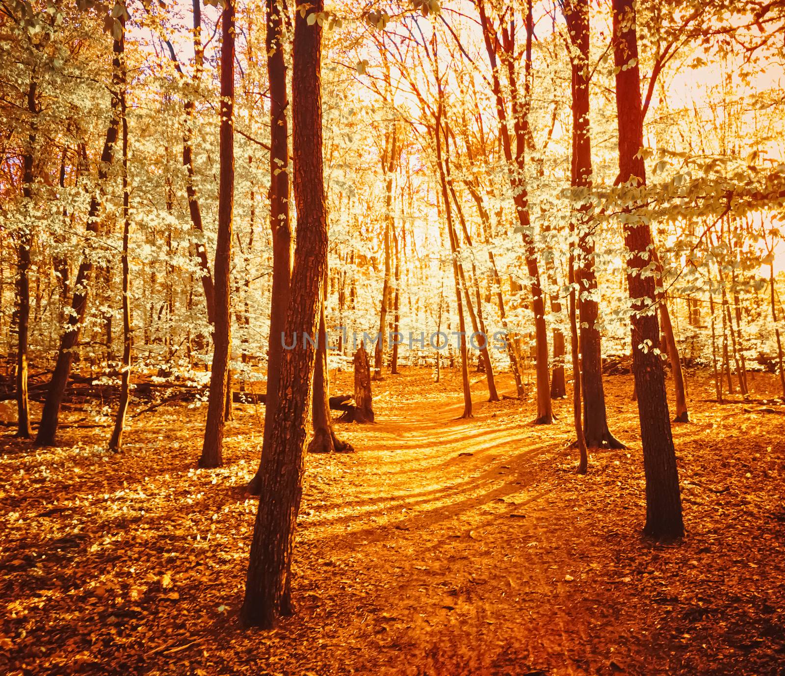 Autumn forest landscape at sunset or sunrise by Anneleven