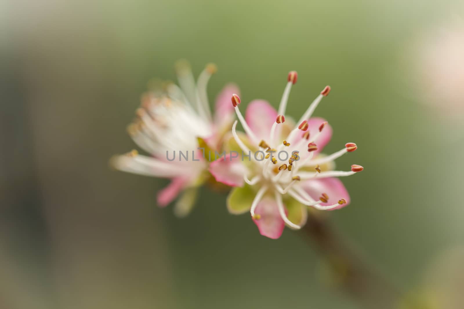 spring flowers on tree branches in nature