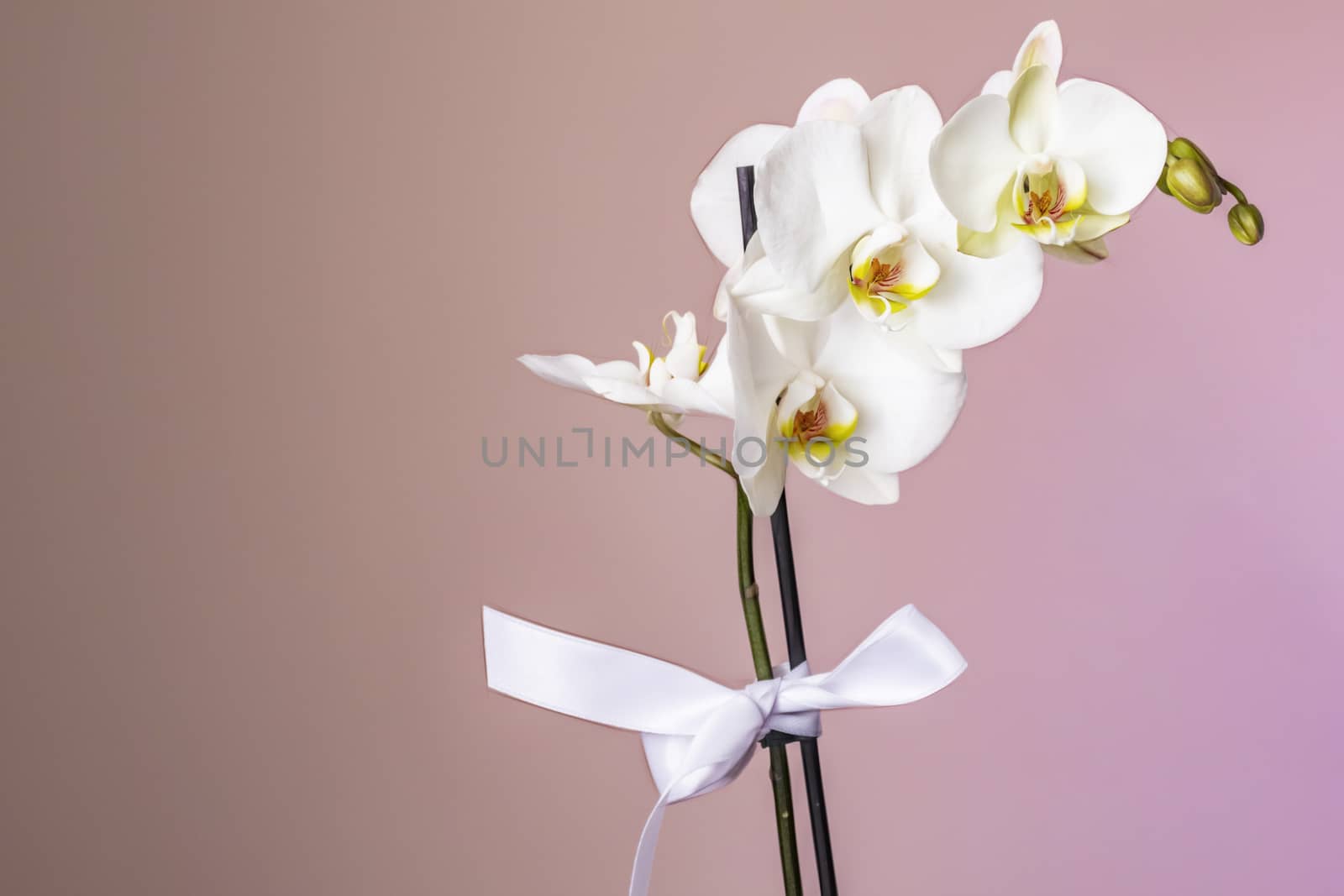 white orchid on a pink background