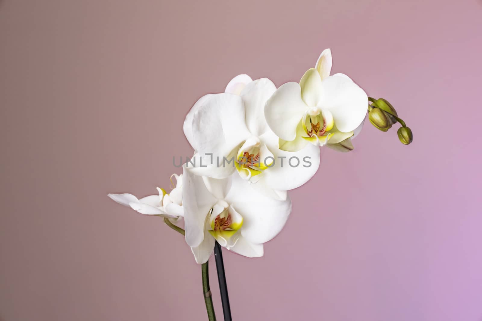 white orchid on a pink background