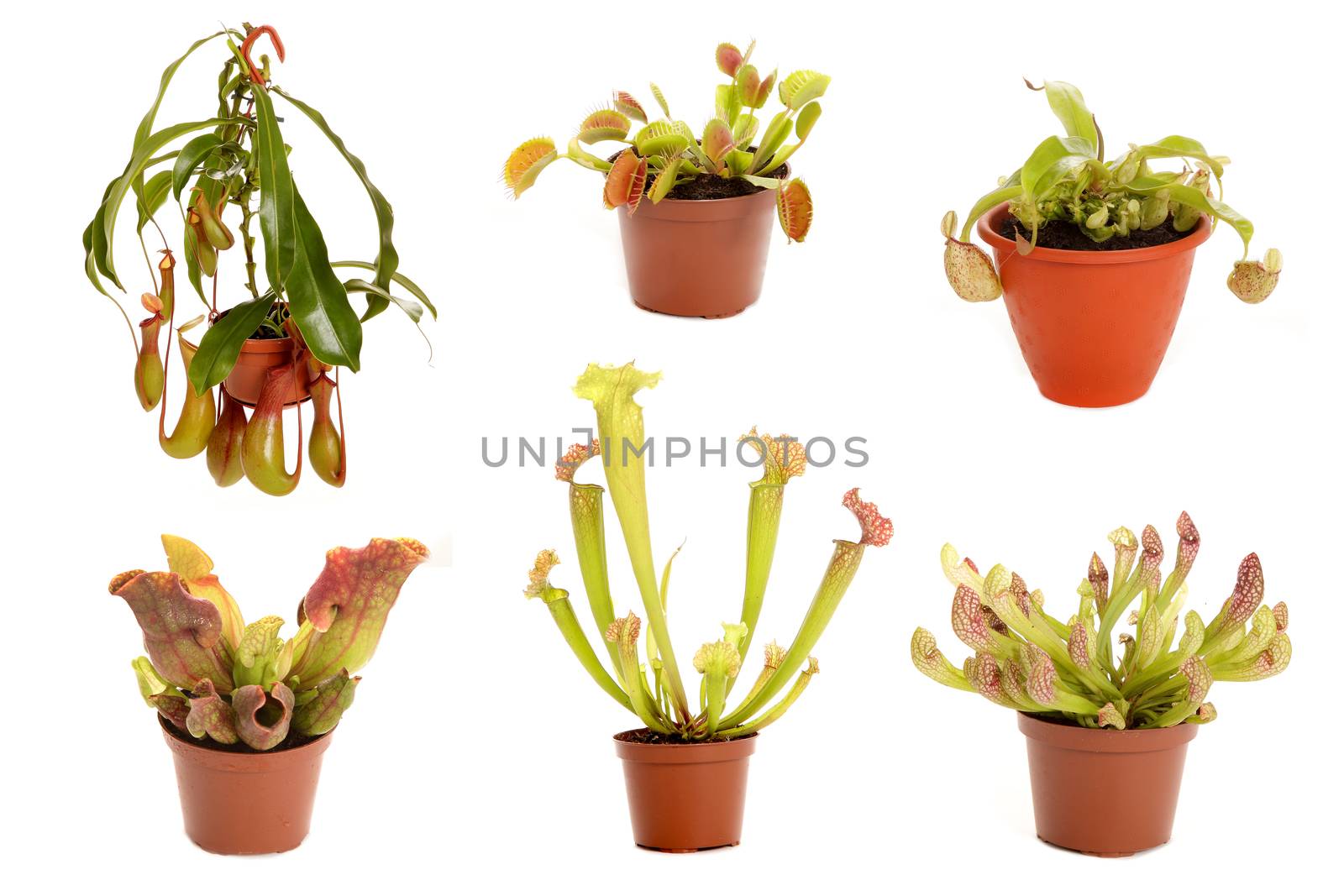 Varieties of predatory plants in flower pots on a white background