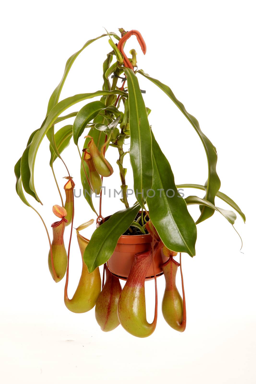 Nepenthe tropical carnivore plant on an isolated white background