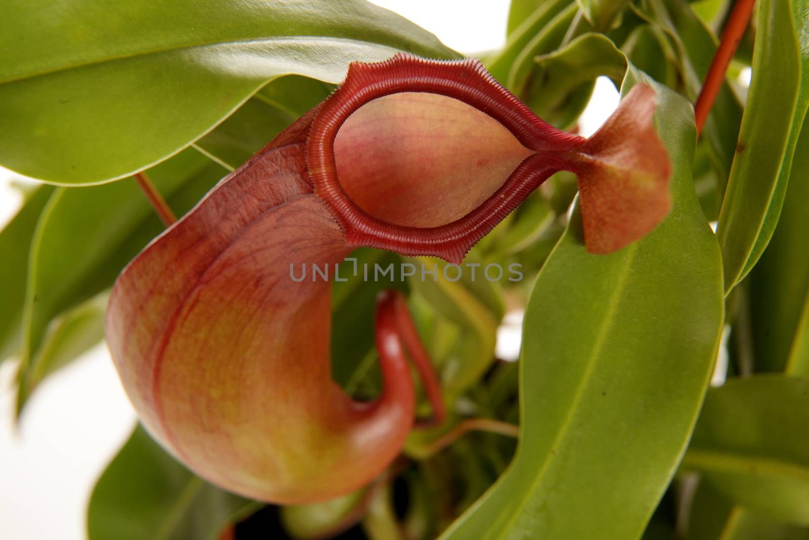 Nepenthe tropical carnivore plant on an isolated white background