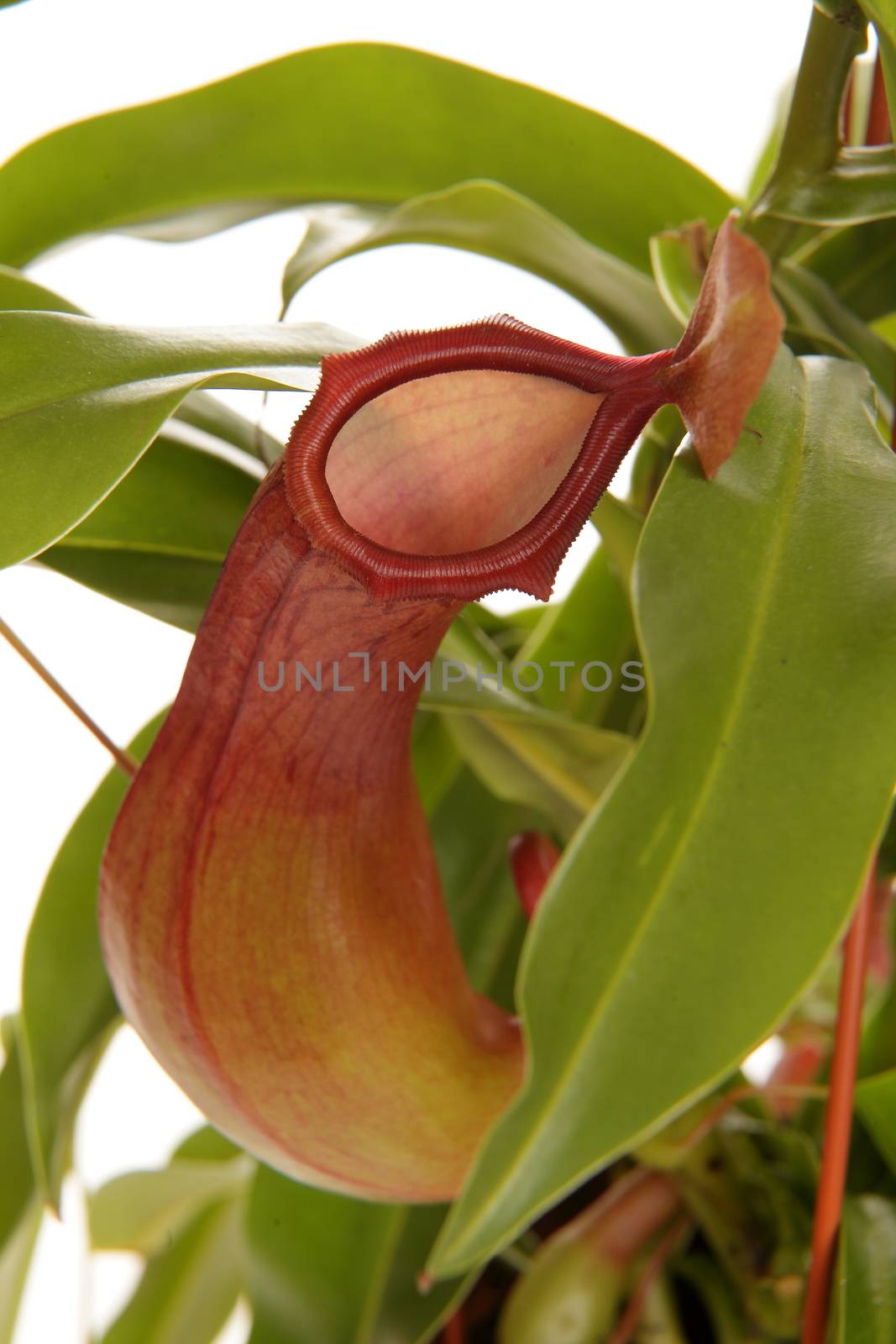 Nepenthe tropical carnivore plant on an isolated white background