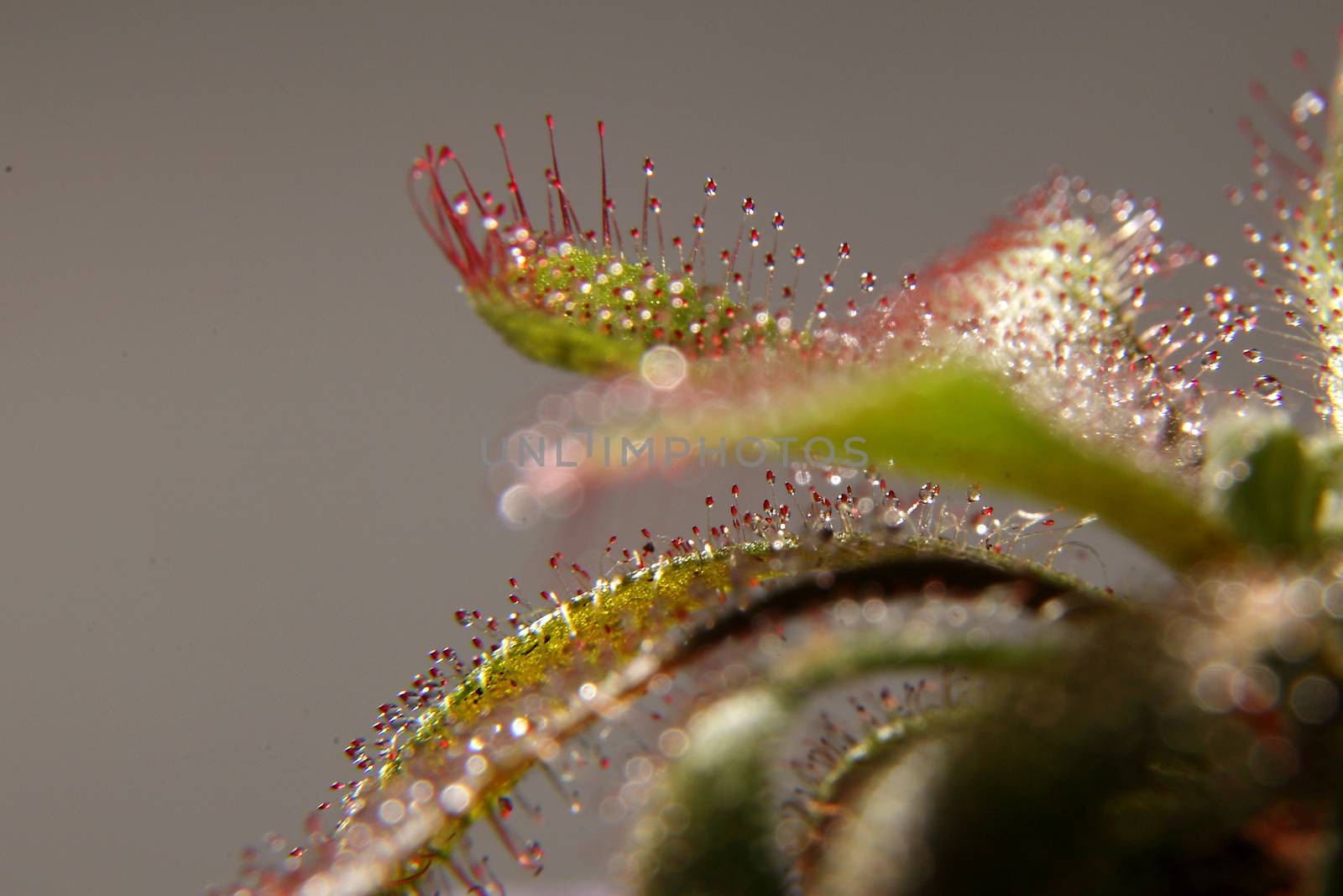 Drosera capensis, sundew plant on background by sveter