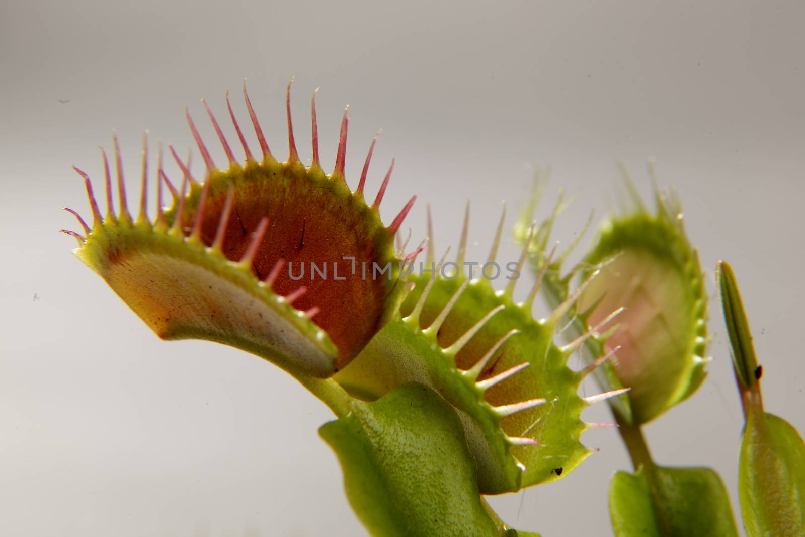 Predatory plant Dionea Venus flytrap close-up on a gray background