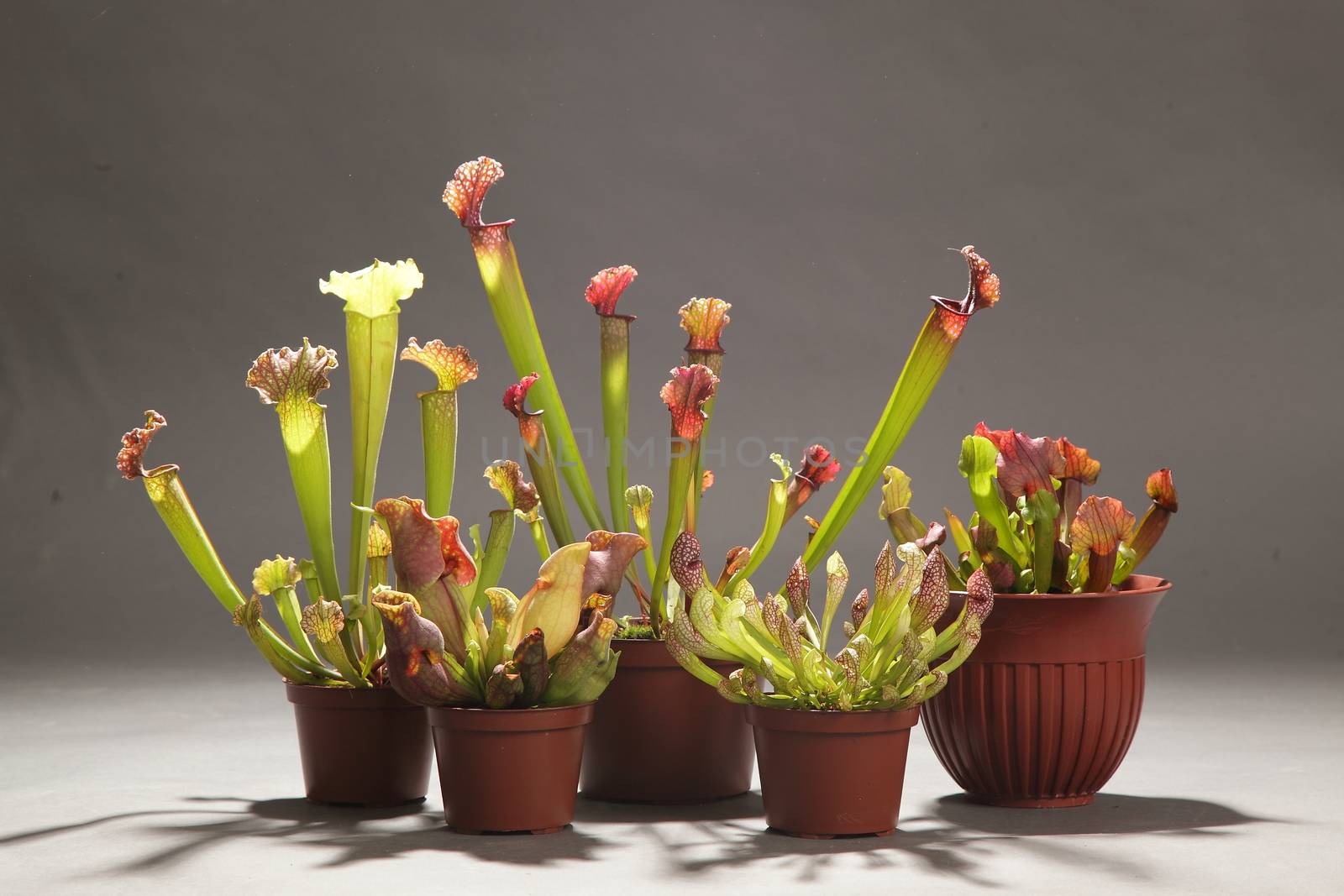 Purple sarracenia flower - carnivorous plant that traps insects and digests them