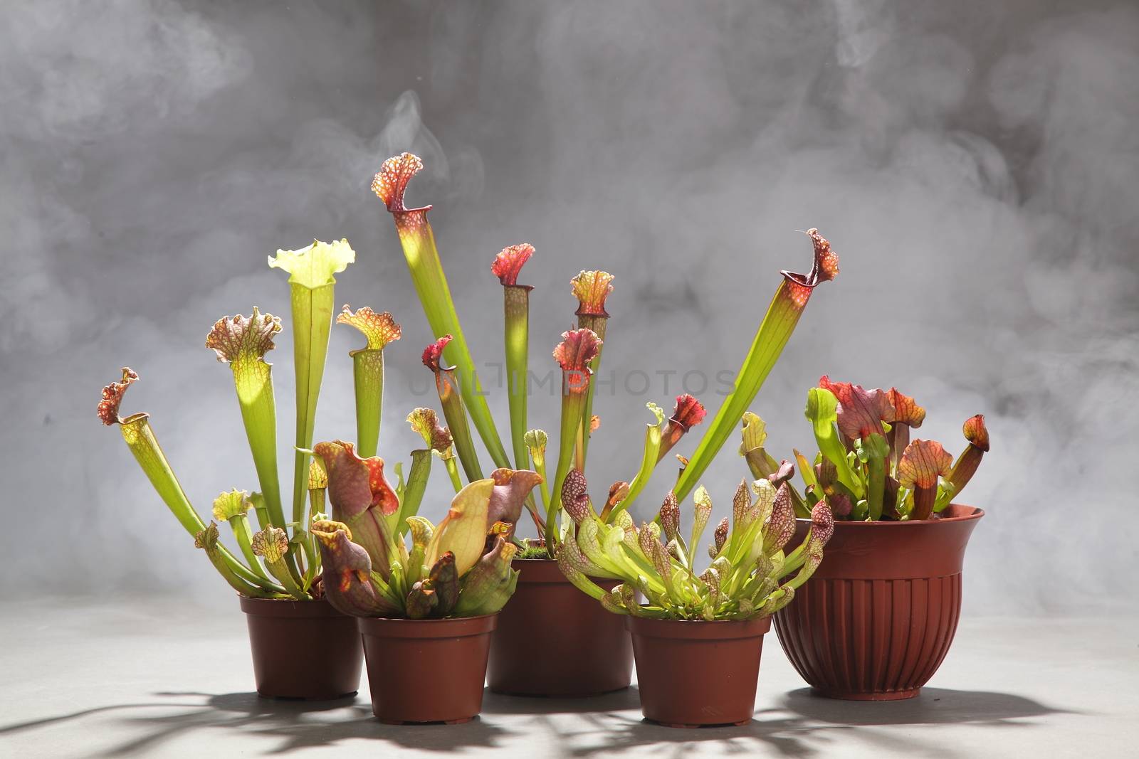 Purple sarracenia flower - carnivorous plant that traps insects and digests them