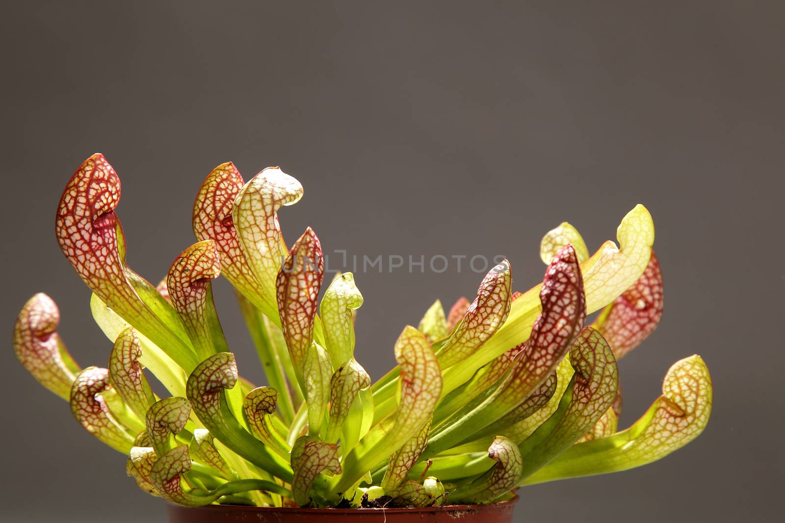 Purple sarracenia flower - carnivorous plant that traps insects by sveter