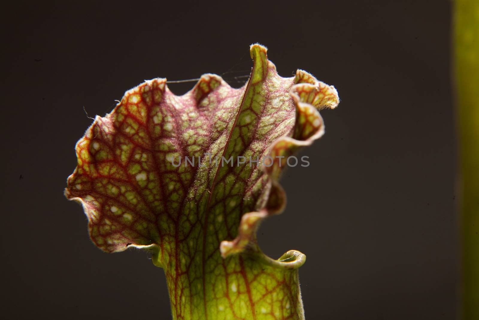 Purple sarracenia flower - carnivorous plant that traps insects and digests them