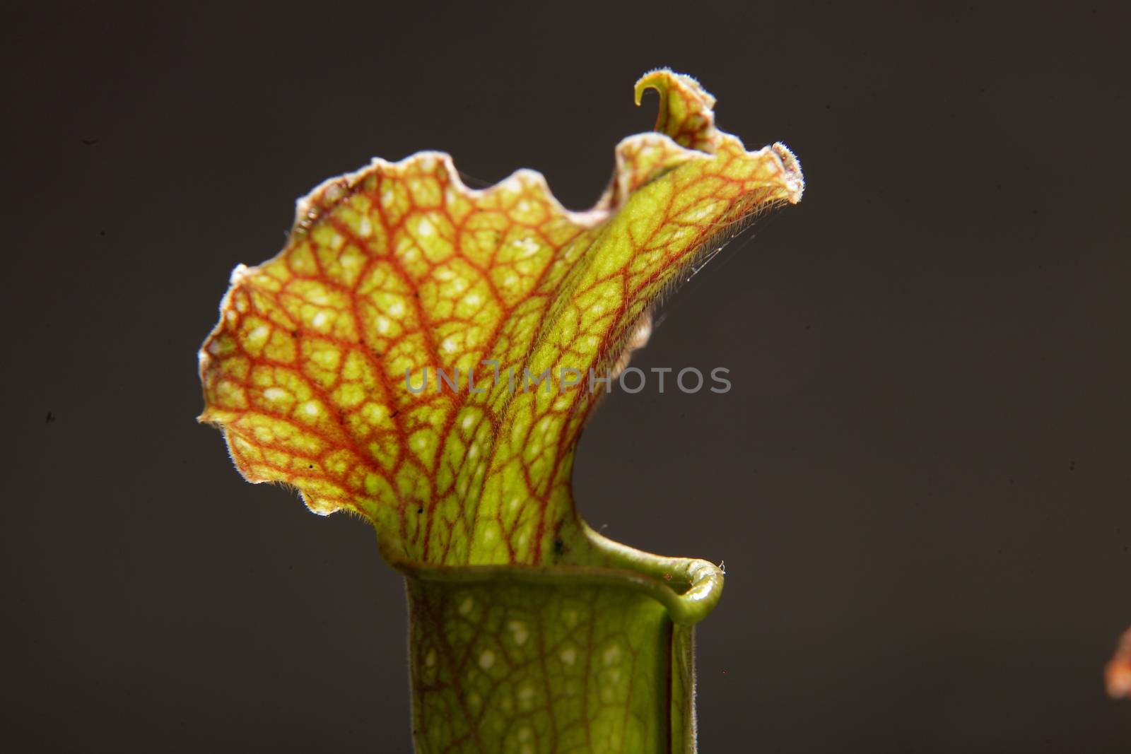 Purple sarracenia flower - carnivorous plant that traps insects and digests them