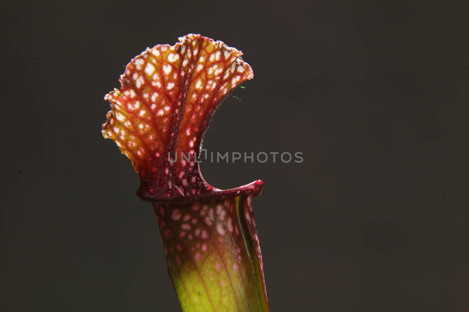 Purple sarracenia flower - carnivorous plant that traps insects and digests them