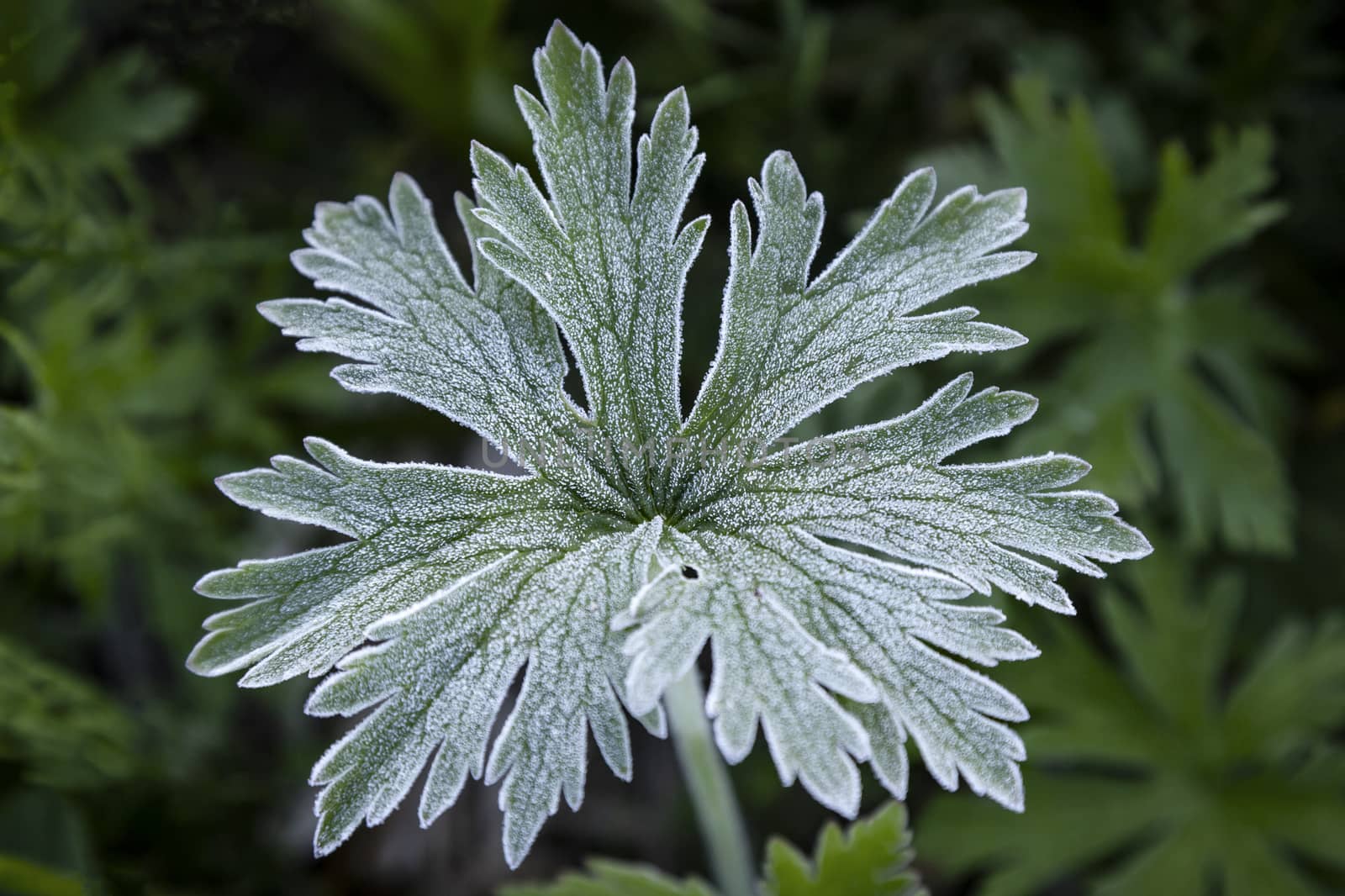 Branch of frosted parsley. Autumn. First frost in the garden in the morning. Shallow depth of field. by sveter