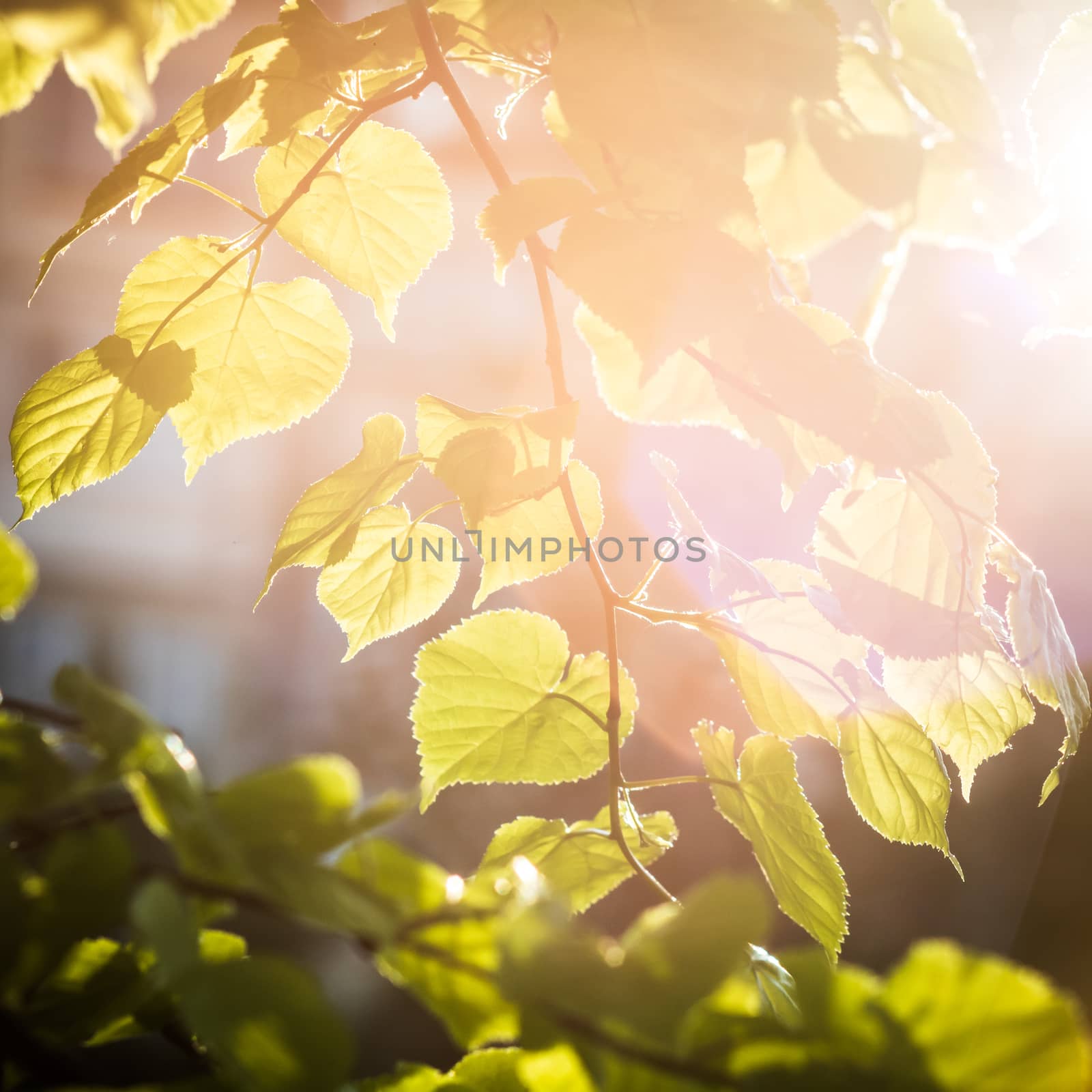 Beautiful green birch leaves over blurred background. Shallow DOF.