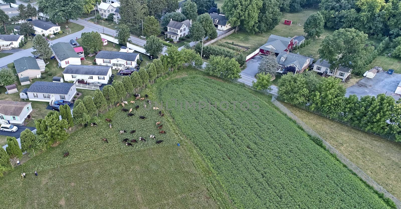 Aerial View of Amish Cows in Field on a Summer Day