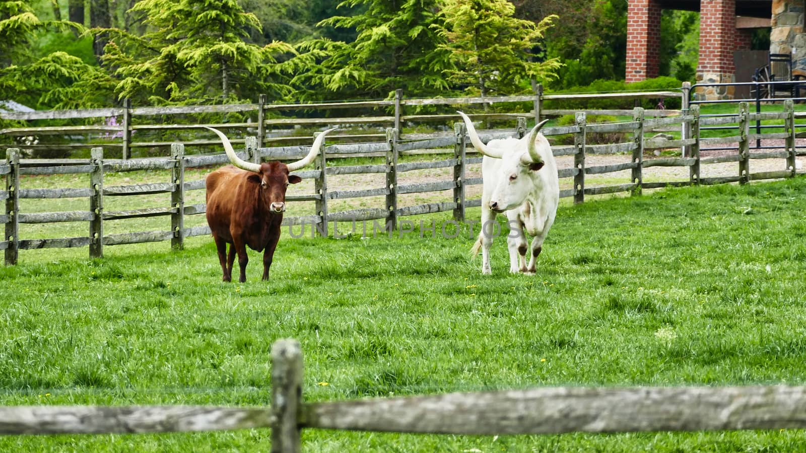 Long Horn Steers Grazing in field