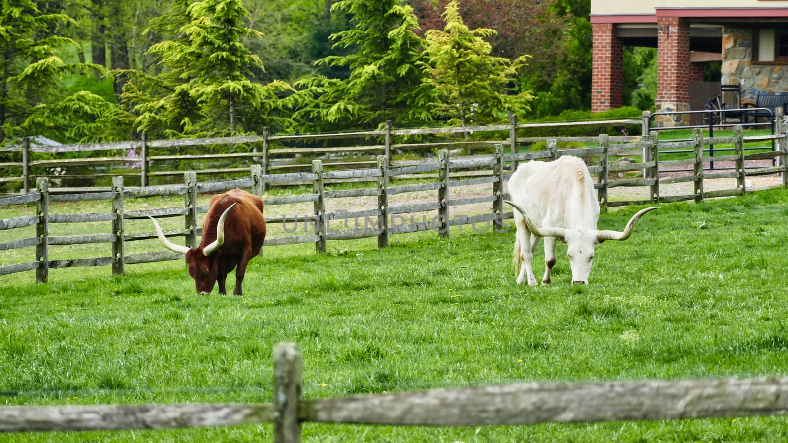 Long Horn Steers Grazing in field
