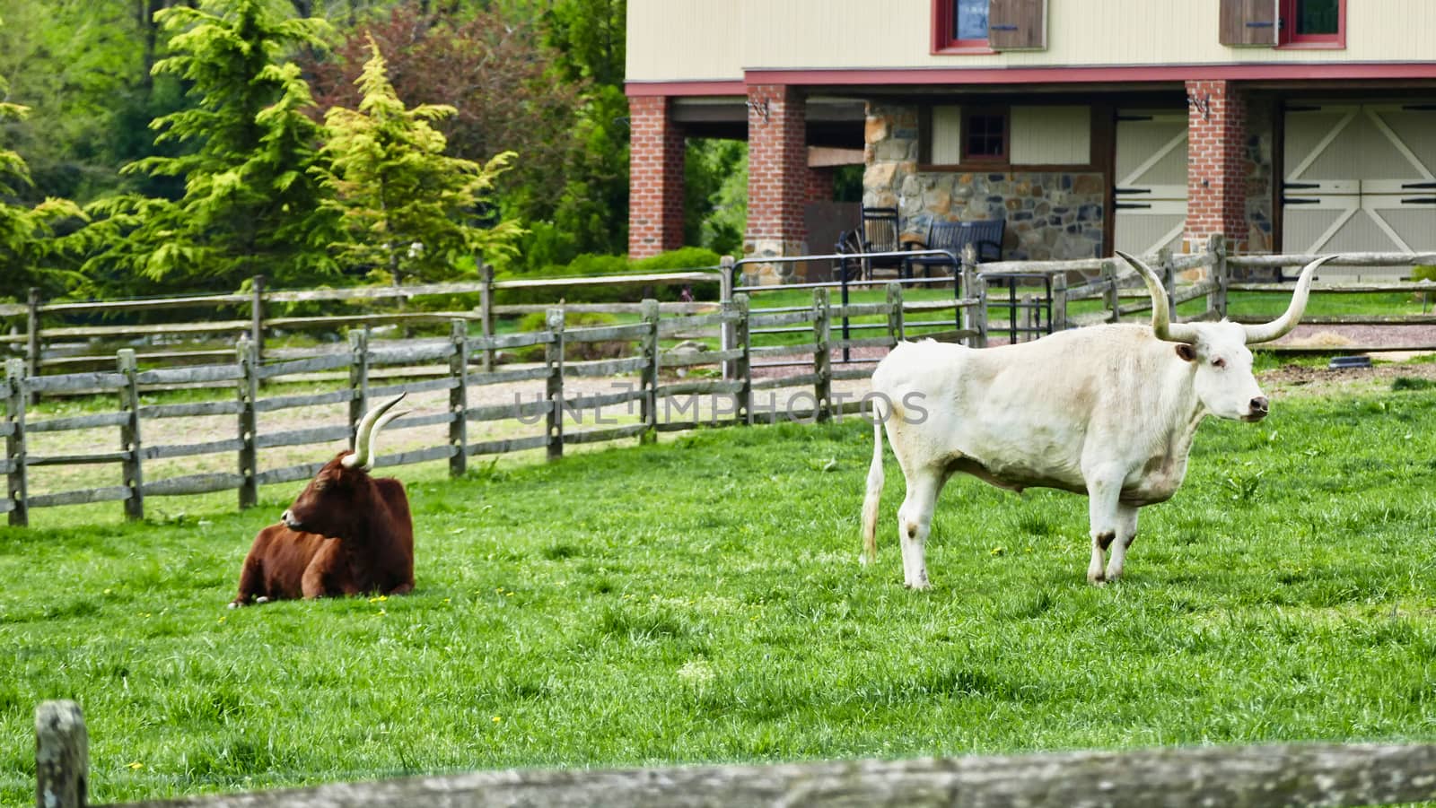 Long Horn Steers Grazing in field