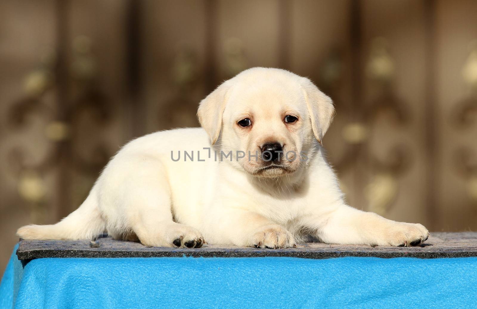 little labrador puppy on a blue background