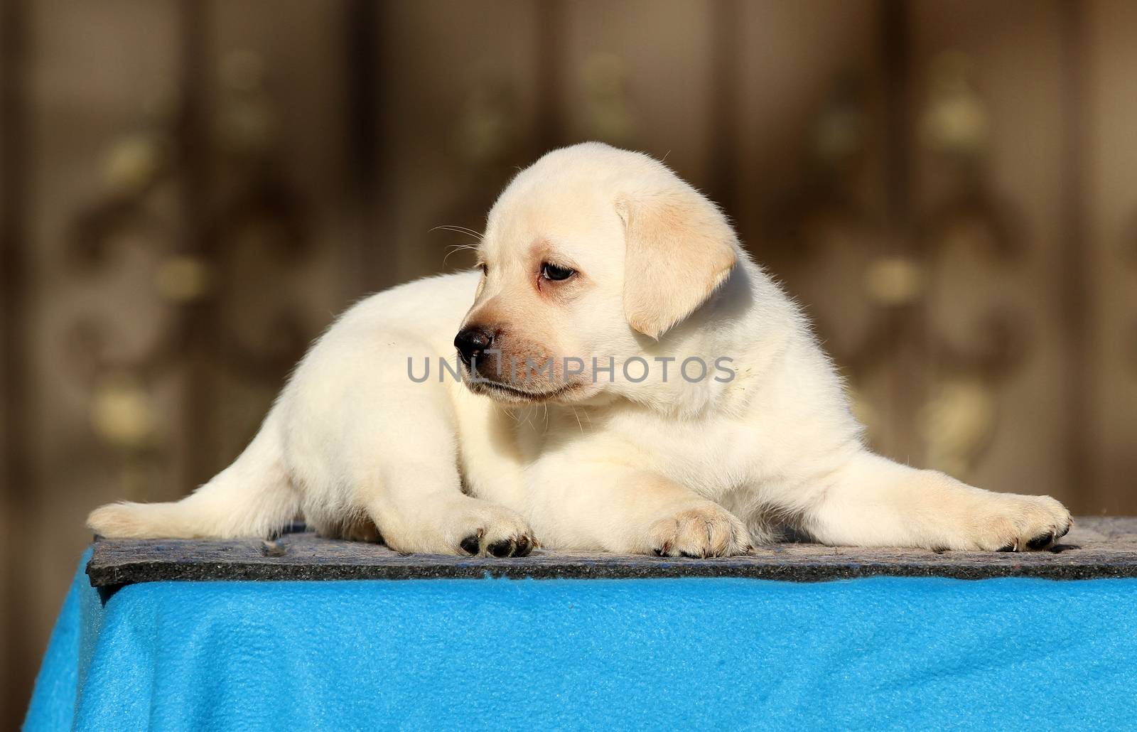 a little labrador puppy on a blue background