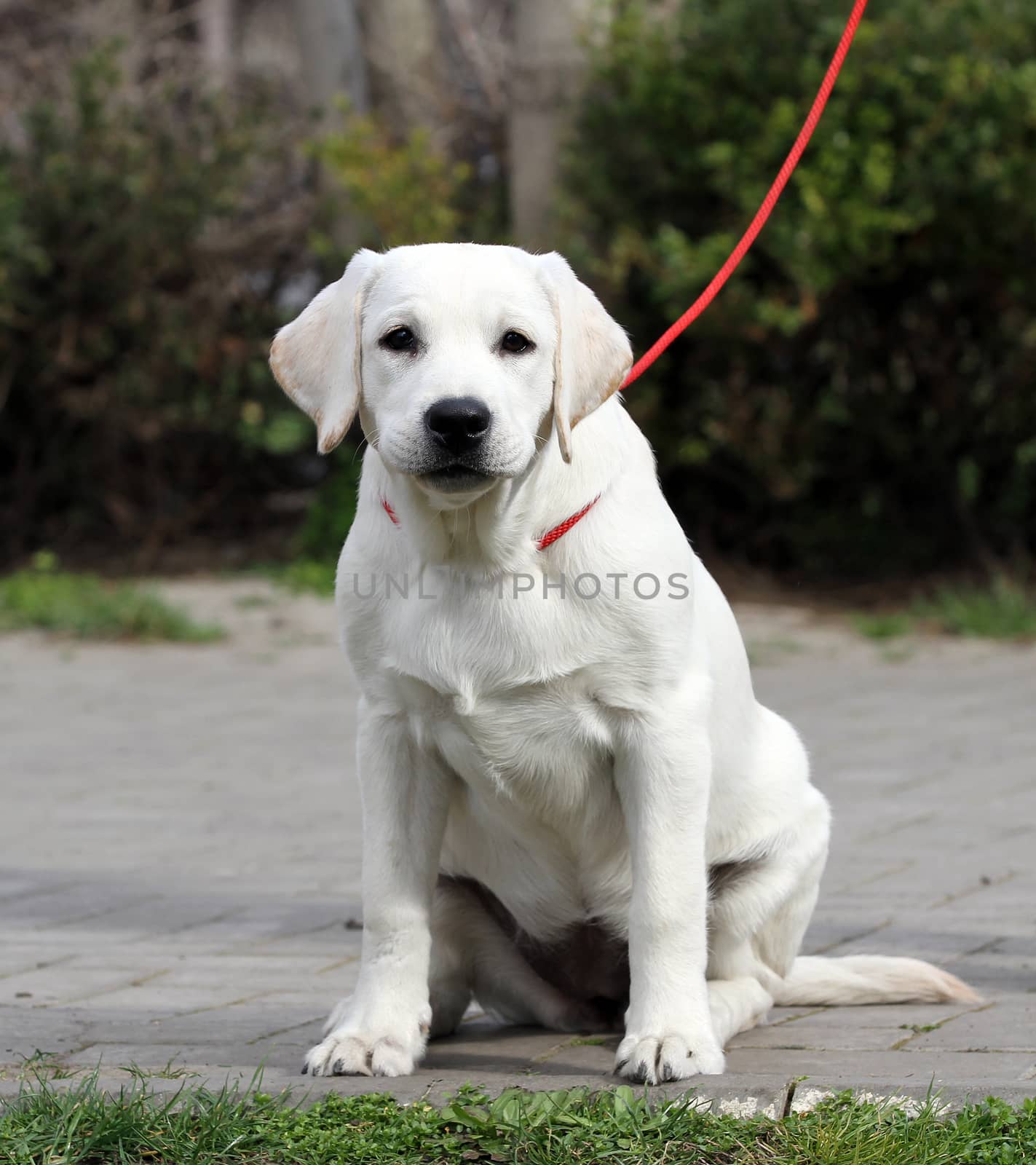 the yellow labrador playing in the park