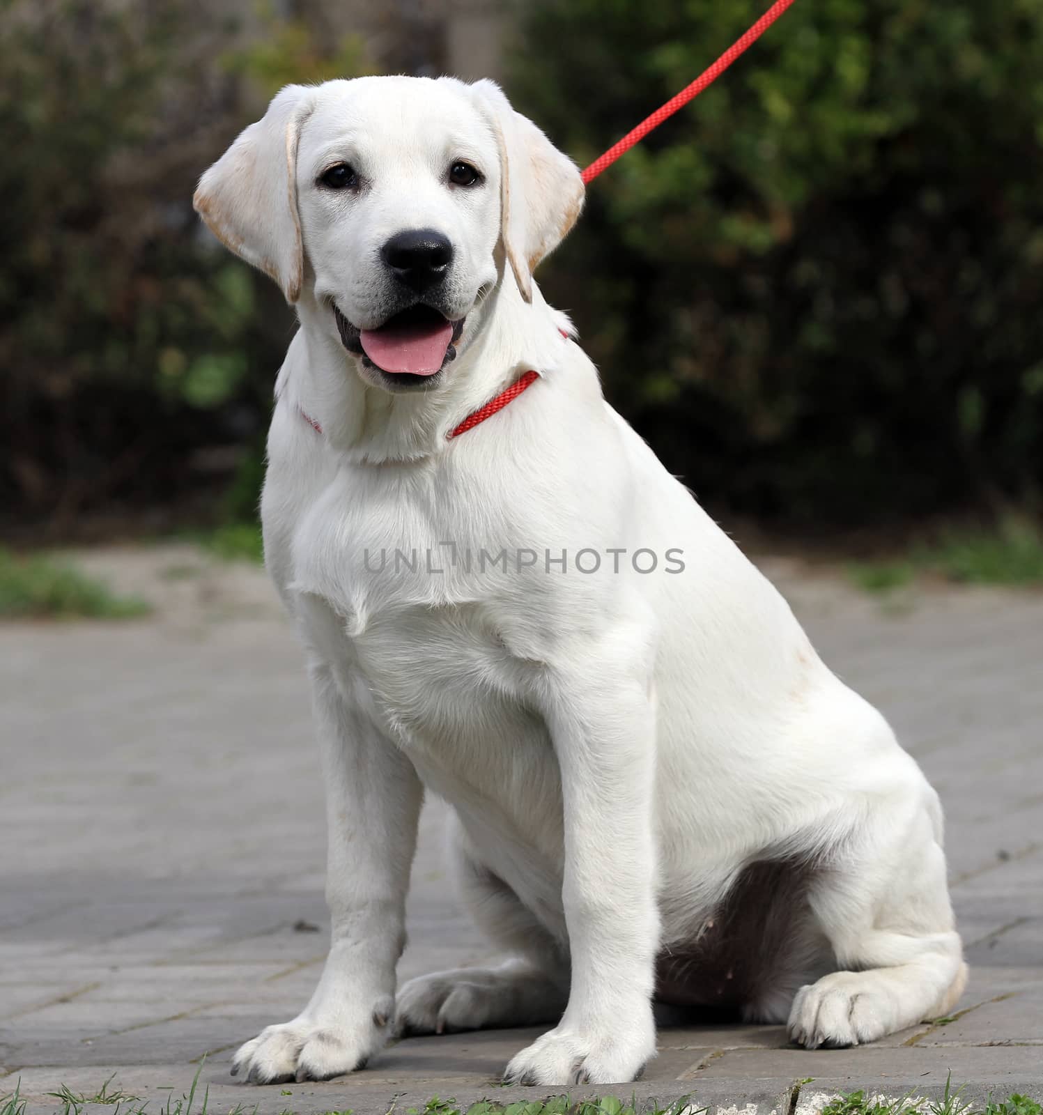 yellow labrador playing in the park