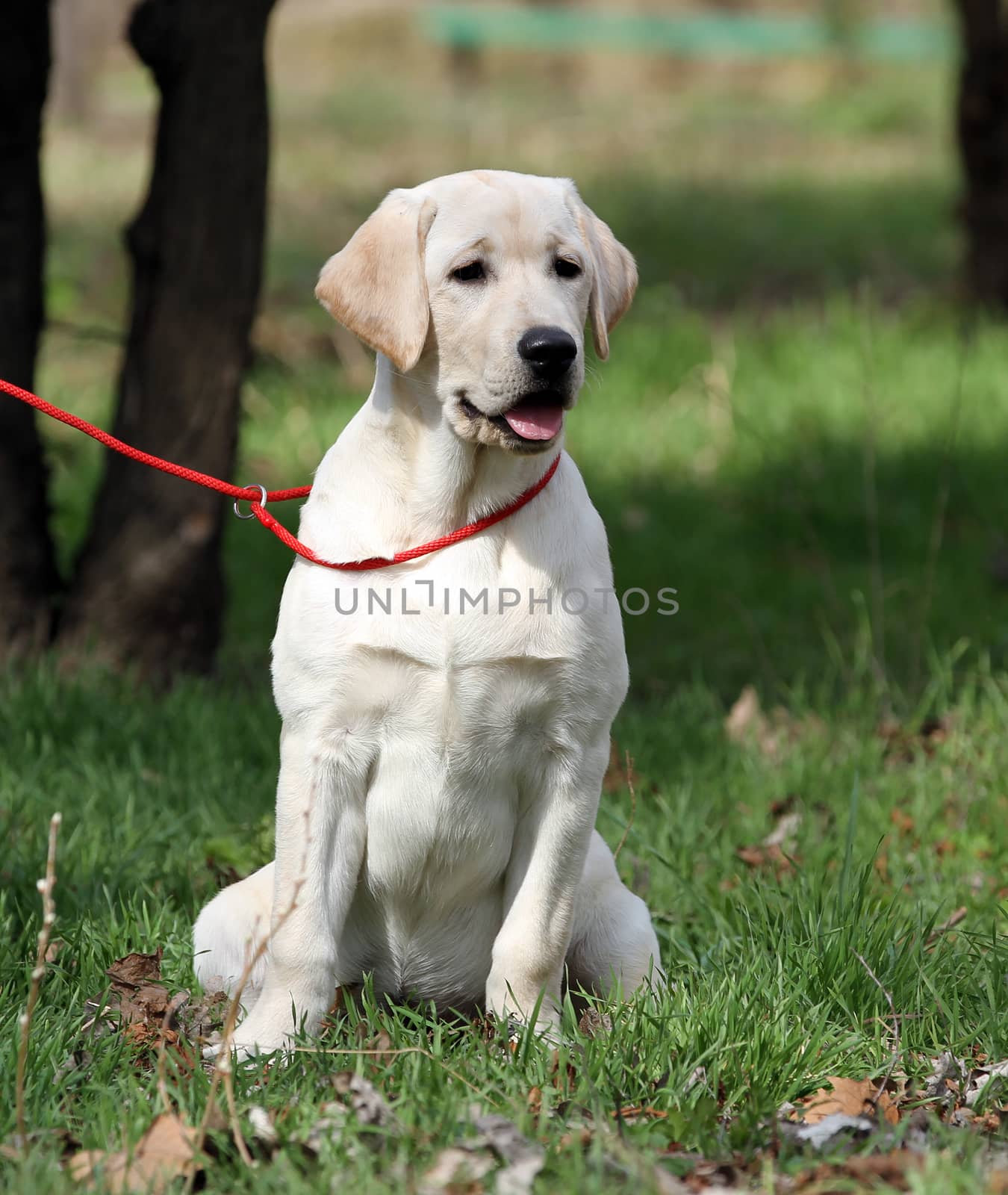 a nice yellow labrador playing in the park