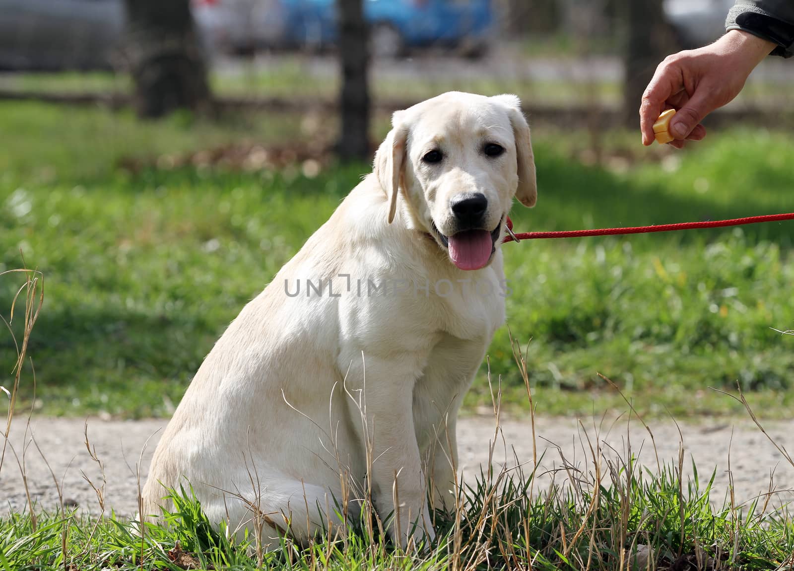 nice yellow labrador playing in the park