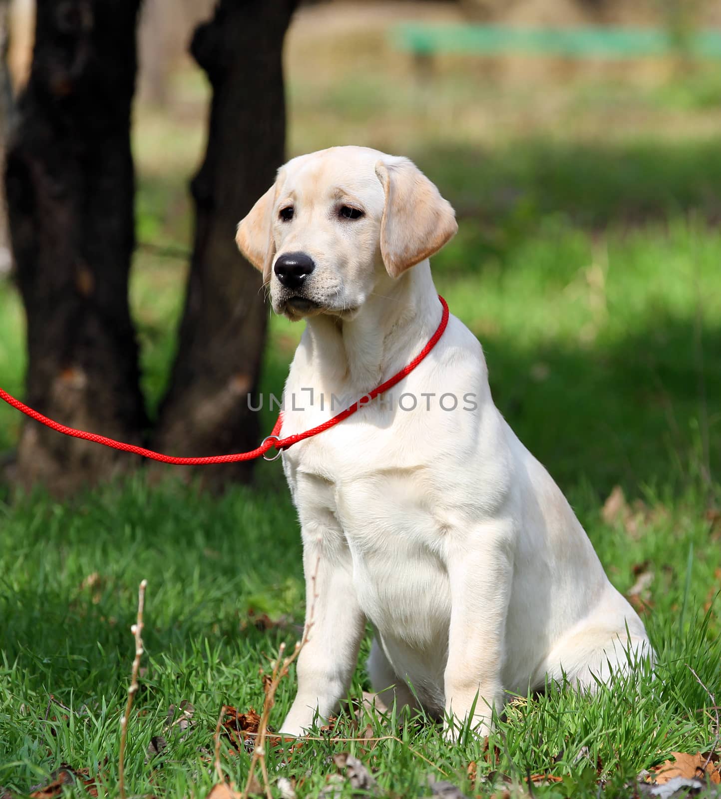 sweet nice yellow labrador playing in the park