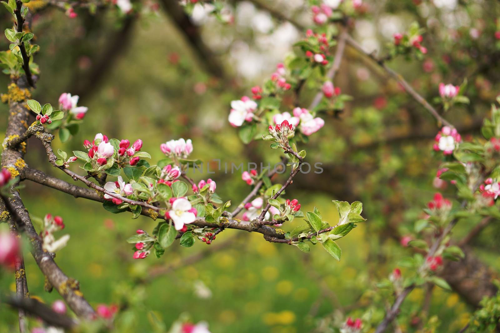 Spring flowering apple tree. Branch pink flowers apple tree on background of spring garden