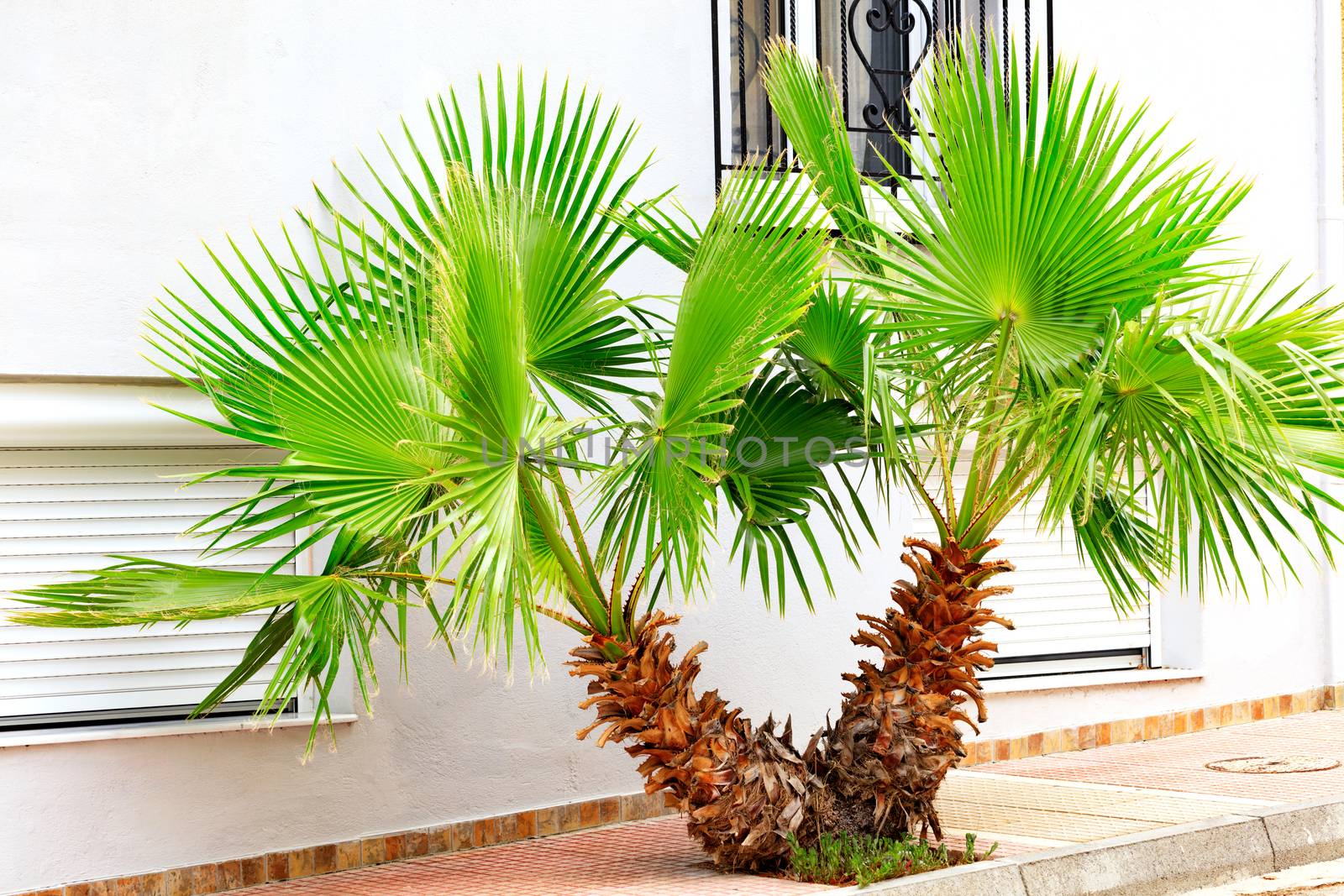 A beautiful, bright green young palm tree grows on a city sidewalk, against a white wall. by Sergii